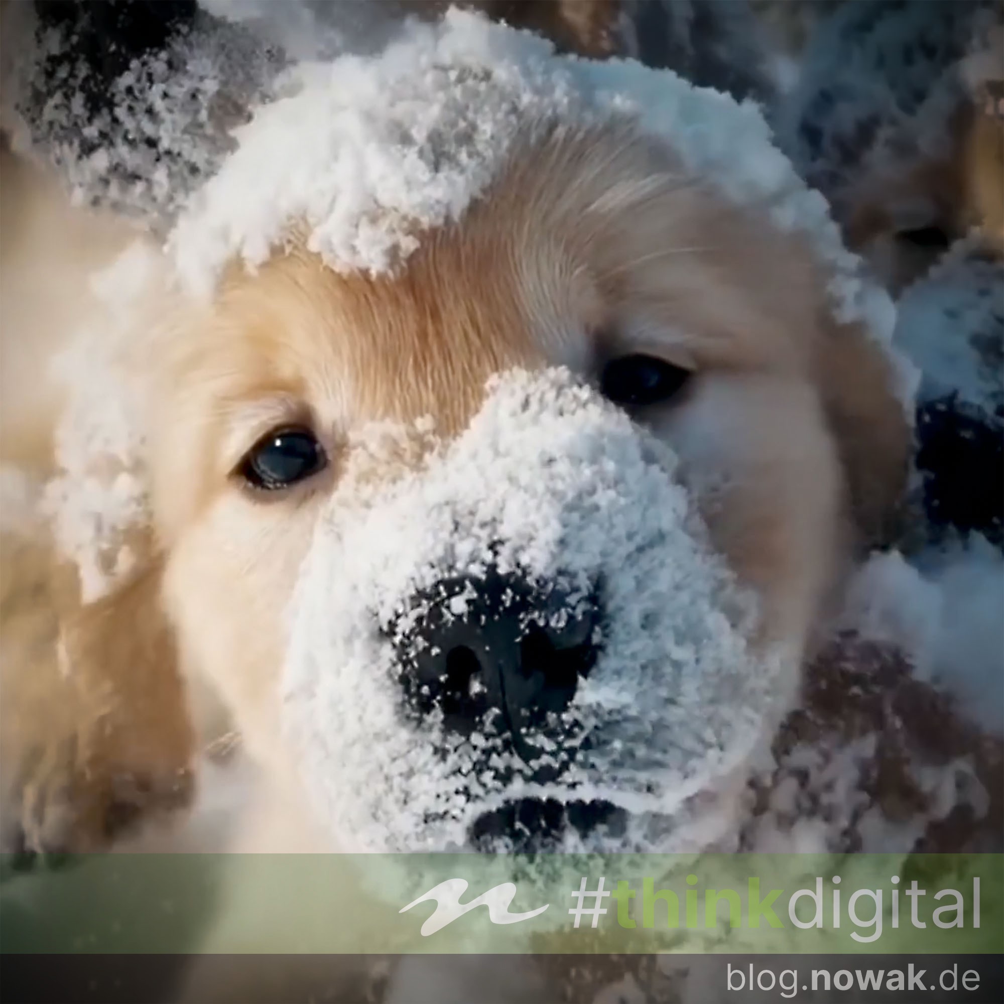 sora ki-video OpenAI